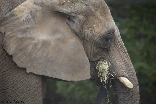 Elephants-05