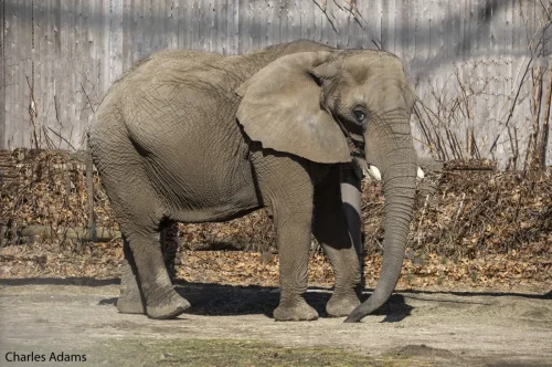 Elephants
