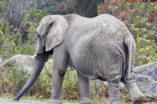Elephants-07