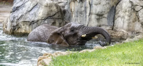 Elephants-08