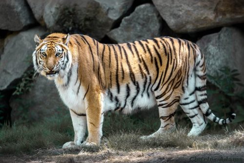 Majestic Bengal Tiger