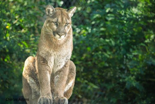 Cougar Sitting With Green Foliage