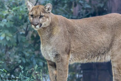Cougar Standing In Profile in Soft Light