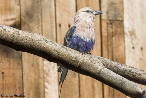 Blue-Bellied Roller On Branch