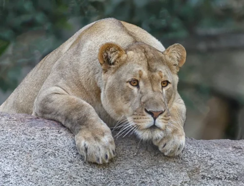 Lioness You Have My Interest