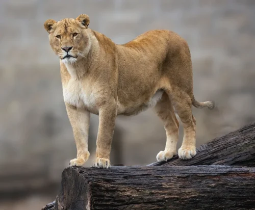 Lions