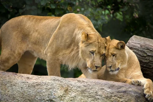 Lion Love