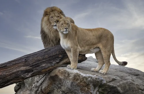 Lions The King And Queen