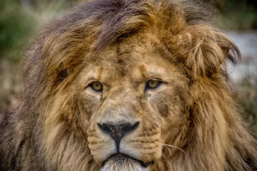 Lion Portrait
