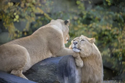 Lions Eyes for you only