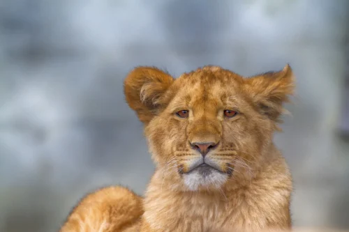Lion Cub
