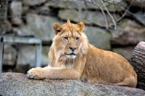 Lion Chillen Out
