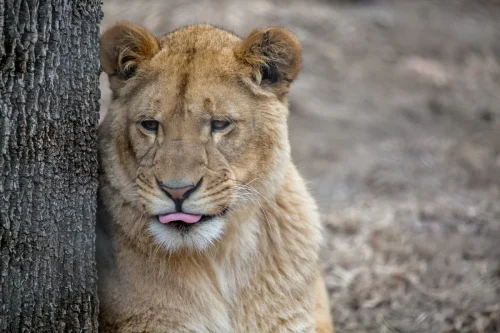 Young Lion
