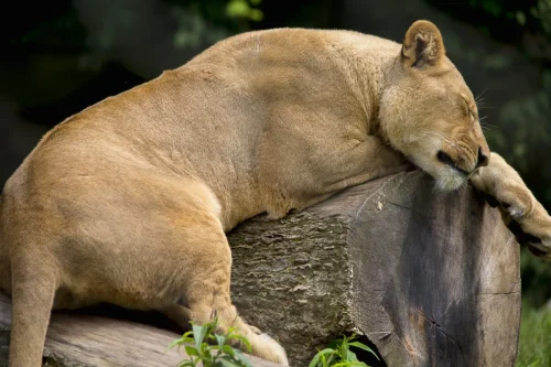 Lion Hard Day At Office