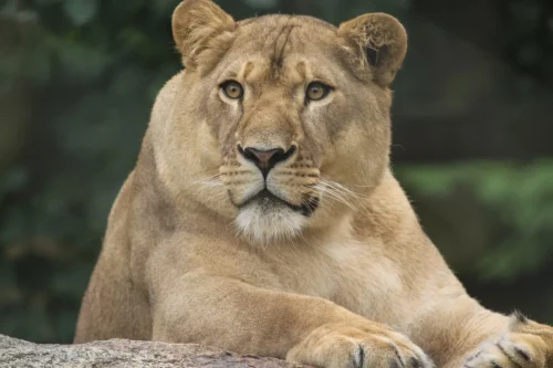 Confident Lioness