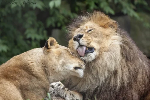 Lion Love 2