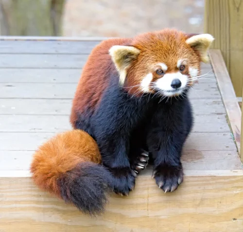 MiscAnimals-10