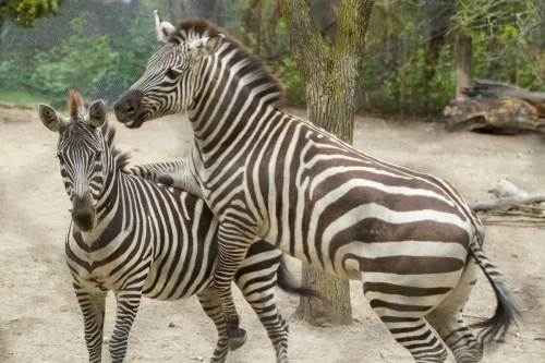 Misc. Animals