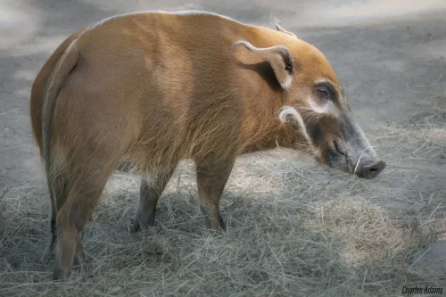 MiscAnimals-14