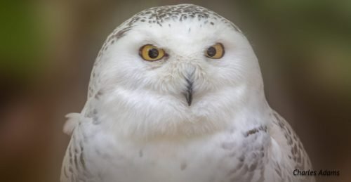 Snowy Owl Portrait