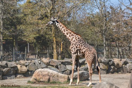 Giraffe Standing Tall
