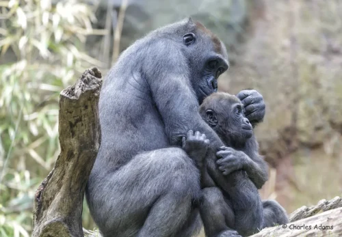 Primates