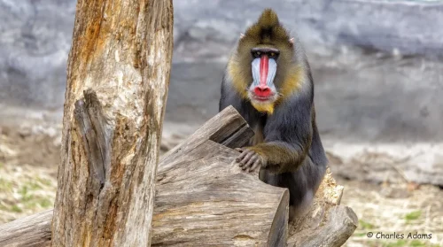 Primates-02