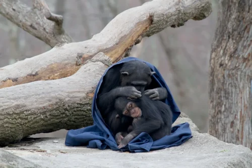 Primates-03
