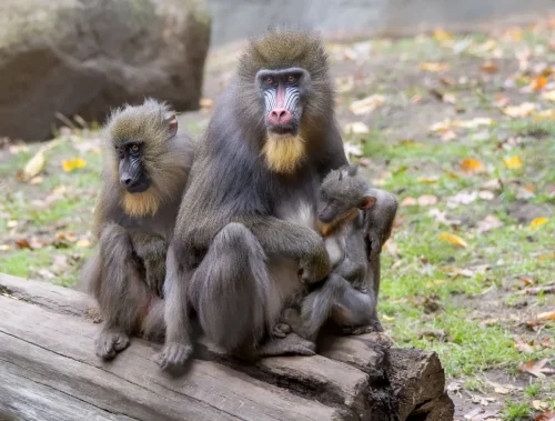 Primates-04