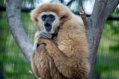Primates-05