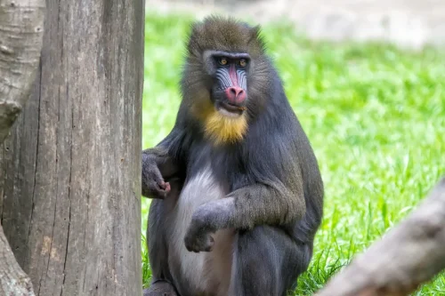 Primates-06