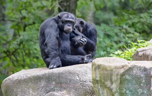 Primates-07