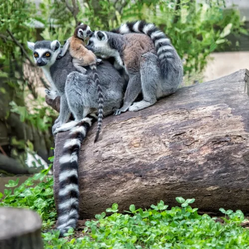 Primates-08