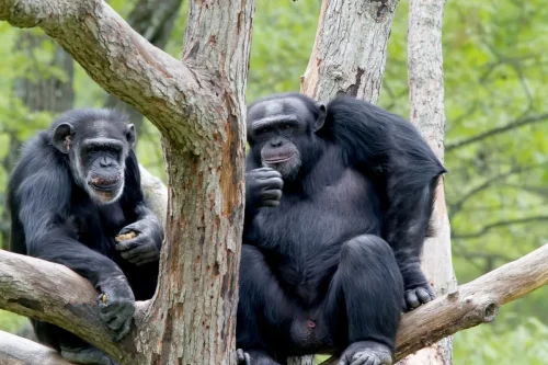Primates-09