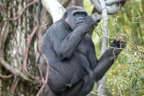 Primates-11