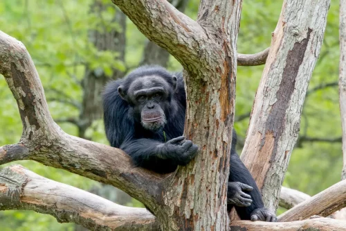 Primates