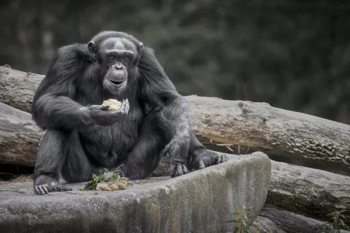 Primates-13
