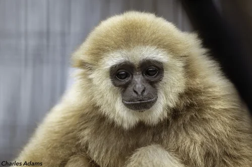 Primates-14