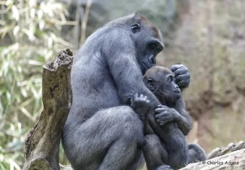 Primates-15