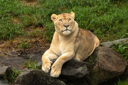 Lioness Resting On Rocks