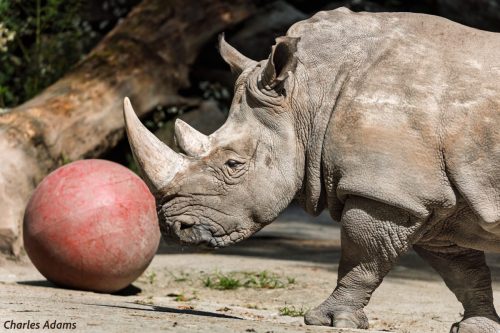 Rhinoceros Playing With A Ball