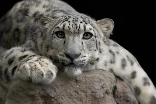 SnowLeopards-01