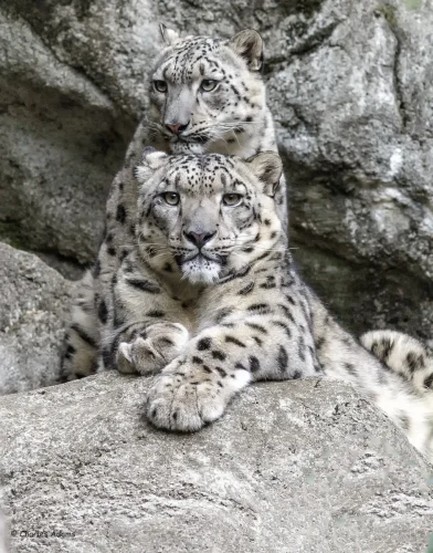 SnowLeopards-02