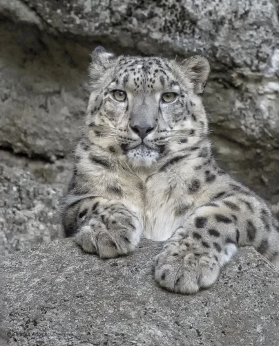 SnowLeopards-03