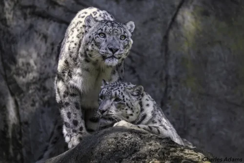 SnowLeopards-04
