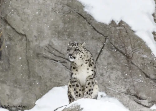SnowLeopards-05