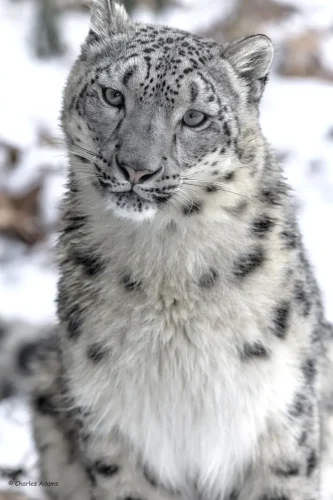 Snow Leopards