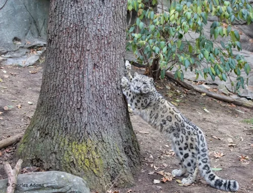 SnowLeopards-07