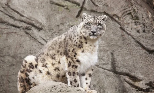 SnowLeopards-08