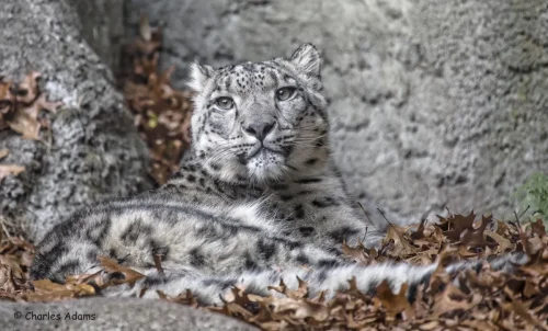 SnowLeopards-09